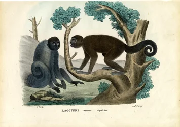 Wollaffe, 1863-79